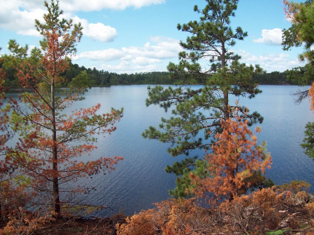 Brown Trees