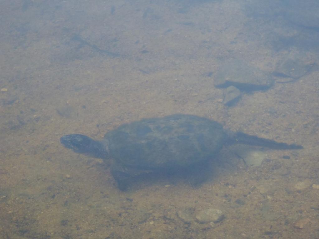 Turtle