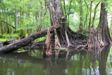 Tree Stumps