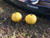 Pumpkins